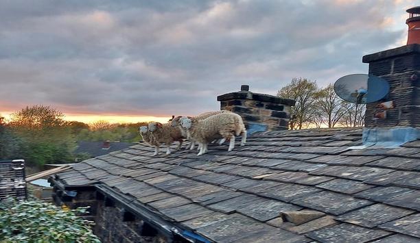 A New Level Of Sheep Safety - WYFRS’ Unique Rescue Mission