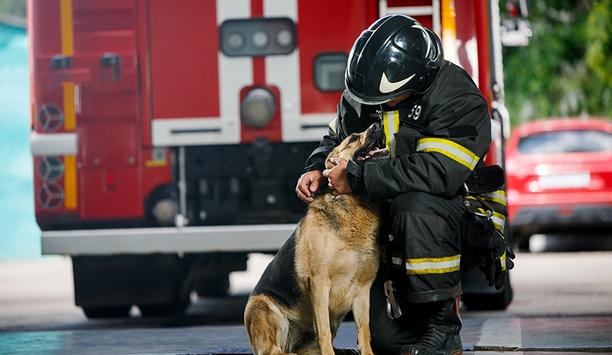 Chicago Bans Dogs From Firehouses, Despite Long-Held Tradition